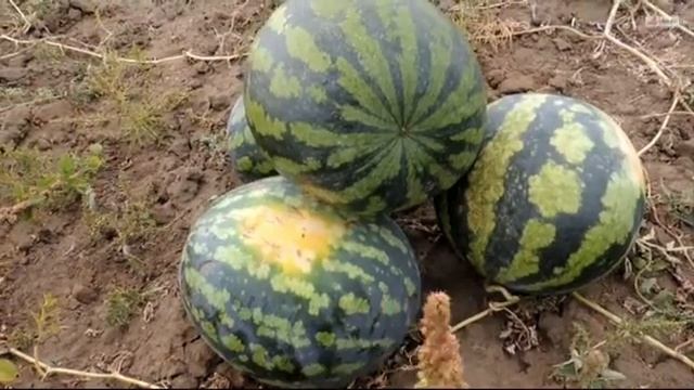 Как выращивают арбузы в Волгоградской области? (Романовка) смотреть онлайн
