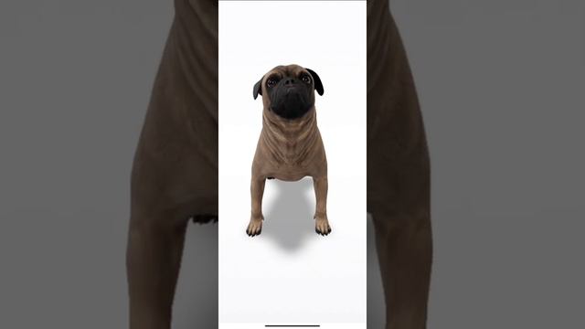 pug dog // 3D model of pug dog // pug dog breed #pug смотреть онлайн