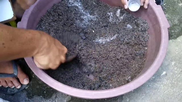 O MELHOR SUBSTRATO PARA ROSA DO DESERTO смотреть онлайн