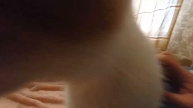 Рыжий 🐱кот. Очень любит ❤💛💙меня.) Ревнует к собаке) смотреть онлайн