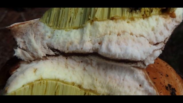 Boletus edulis Greece by Theo Fotiadis смотреть онлайн