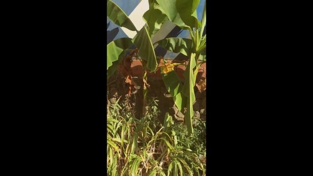 БАНАНОВЫЕ ПАЛЬМЫ АДЛЕР СОЧИ КРАСНОДАРСКИЙ КРАЙ смотреть онлайн