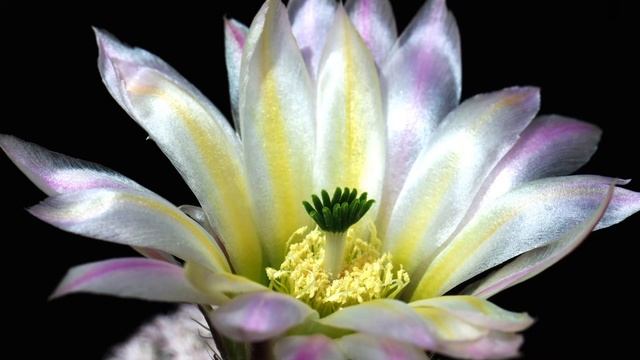 The Colors of Echinocereus pectinatus from Detras смотреть онлайн