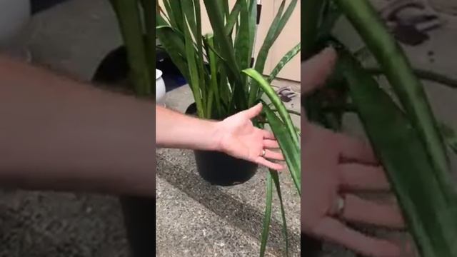 Saving a drooping snake plant sansevieria part 1 смотреть онлайн