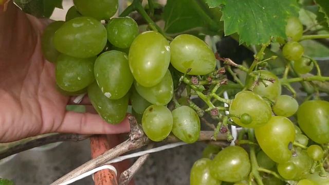 Виноград Бажена. Сигнальная гроздь. смотреть онлайн