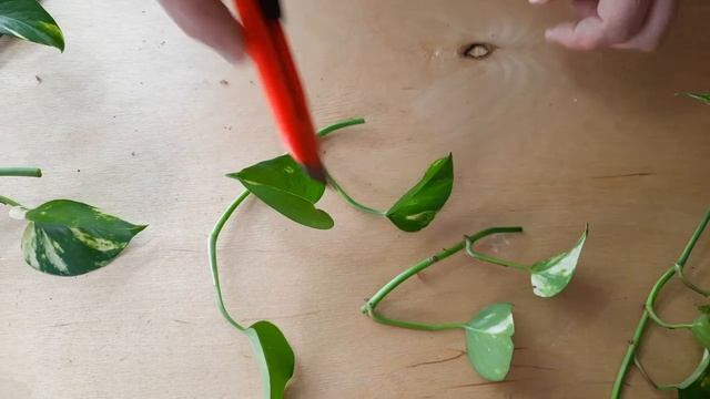 Сциндапсус (Эпипремнум). Размножение черенком и пересадка.