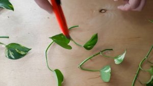 Сциндапсус (Эпипремнум). Размножение черенком и пересадка.