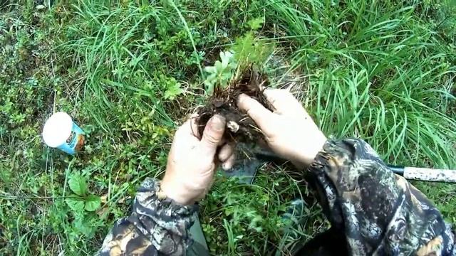 #Калган Польза корня. Как выглядит калган.