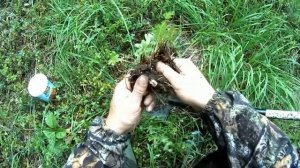 #Калган Польза корня. Как выглядит калган.