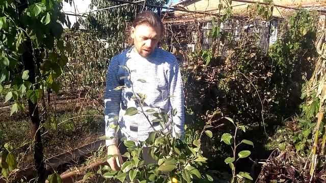 Обзор груши сорт Конференция.Славянск октябрь 2022года #конференция #груша #огород смотреть онлайн