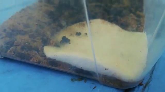 Моя МУРАВЬИНАЯ ФЕРМА | СаМоДеЛьНаЯ смотреть онлайн