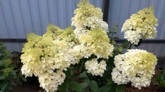 Подкормка метельчатых гортензий. Ванилла Фрэйз/ Vanille Fraise набирает обороты! 3 августа 2022. смотреть онлайн