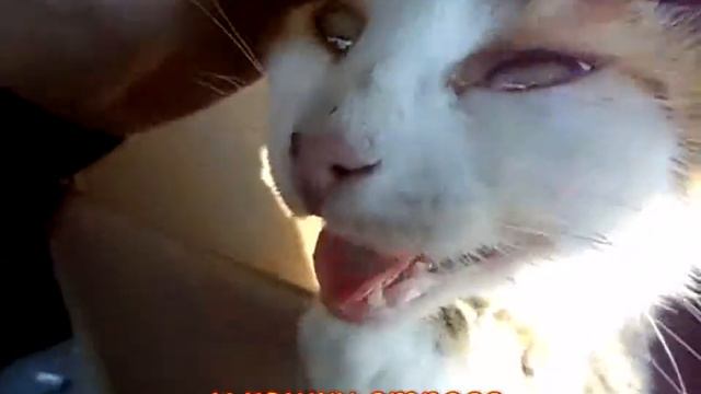 Кошка с котятами - эмигрировала в Рязань. смотреть онлайн