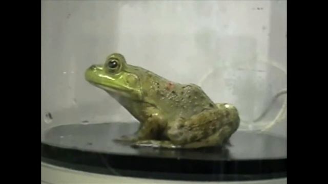 Breathing of bullfrog: Lung and buccal ventilation of Rana catesbeiana смотреть онлайн