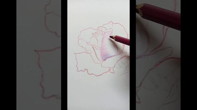 Рисую розу цветными карандашами/how to draw a red roses 🌹 смотреть онлайн