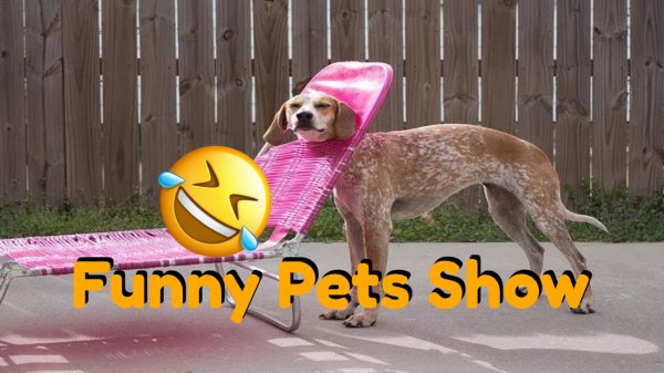 Самые смешные реакции и ляпы домашних животных_Funny Pets Show