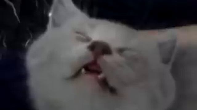 смешной котенок спит смотреть онлайн