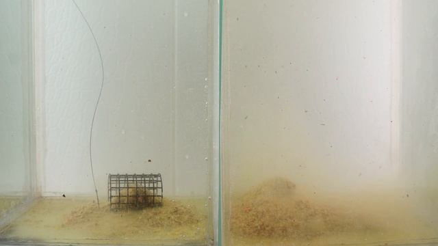 Dunaev Премиум Лещ + Арома