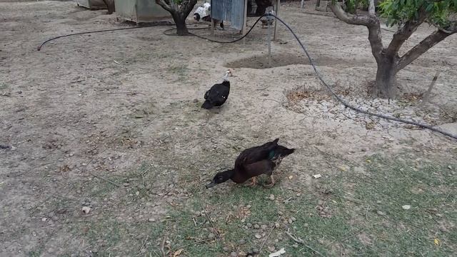 FIVE TRYING MEETING FOR HYBRID CREATIONS AFRICAN& HYBRID GEESE MUSCOVY HYBRID DUCKS & CAYUGA смотреть онлайн