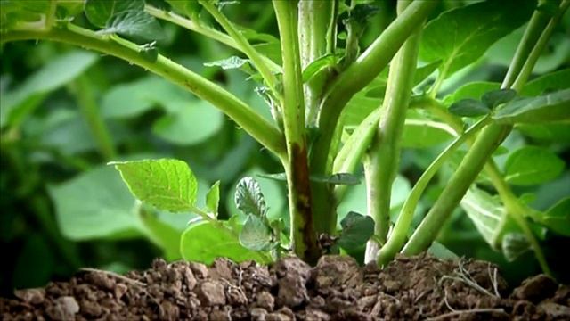 Potato Late Blight Preview Clip смотреть онлайн