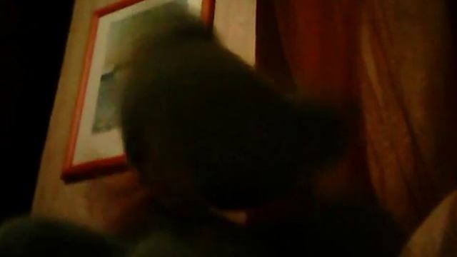 Petite vidéos pr mes vue смотреть онлайн