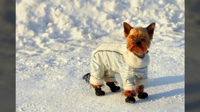 Как приучить собаку к туалета ? смотреть онлайн