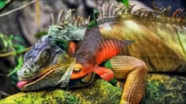 ЭКЗОТИКА В ДОМАШНЕМ ТЕРРАРИУМЕ