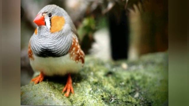 Finches breeding tips part 1 /complete breeding tips for finches/finches breeding tips part 1(தமிழ் смотреть онлайн