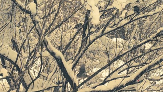 Зимняя сказка. Музыка Микаэла Таривердиева. смотреть онлайн