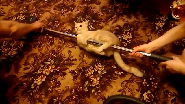 Кот-пылесос!!! смотреть онлайн
