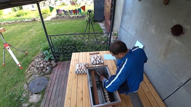 Эксперимент по инкубации кур несушек. Каков срок хранения инкубационного яйца? смотреть онлайн