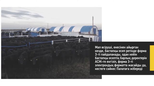 Асыл тұқымды малдарды есепке алу смотреть онлайн