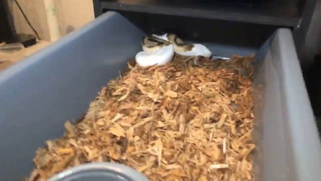 Growing The Perfect Ball Python! Warning feeding video смотреть онлайн