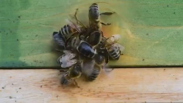 1️⃣Когда и как ставить Вощину? смотреть онлайн