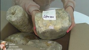 ВЫРАЩИВАНИЕ Экзотических ГРИБОВ ДОМА: Эринги, Шиитаке, Гериций и др.