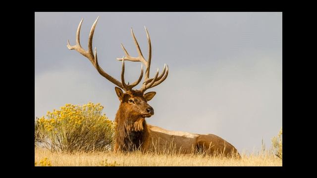 Зачем олени и лоси каждый год отращивают и сбрасывают рога? смотреть онлайн