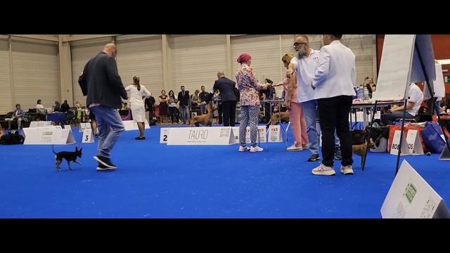 Russkiy toy - World Dog Show 2023 смотреть онлайн