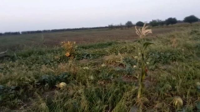 Обзор арбузов Продюсер смотреть онлайн