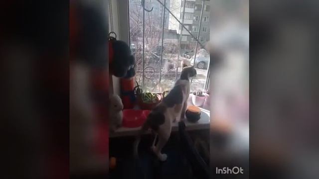 Внешние ранние признаки наступления беременности у кошки. смотреть онлайн