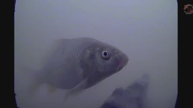 Рыбалка 🐟на реке Кубань на поплавочную удочку. Клевали мелкие сазанчики всех отпустил.Fishing angel смотреть онлайн