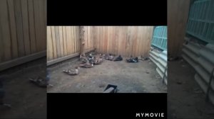 Чем кормить индоуток ???