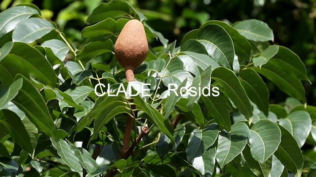 SCIENTIFIC NAME : MAHOGANY смотреть онлайн