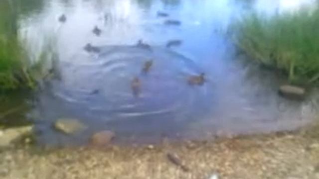 Утиный манок,проба.Как Вам эти звуки? смотреть онлайн