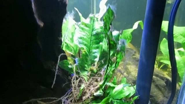 Planted 10-gallon Update 1-19-18 смотреть онлайн