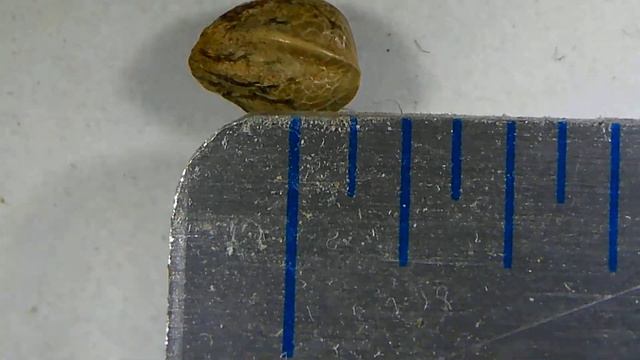 Afghani #1 Seeds смотреть онлайн
