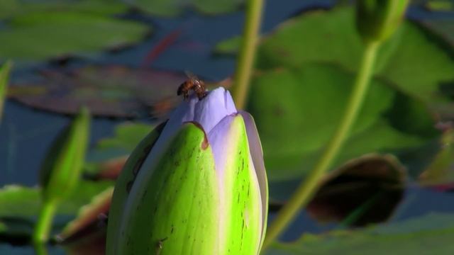 City of San Angelo International Water Lily Collection смотреть онлайн