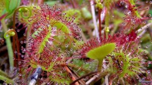 Хищное растение Росянка (2015)