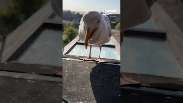 Семейный тандем