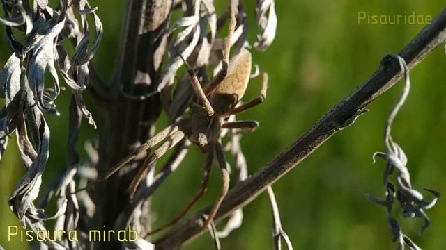 В поисках пауков (2020) часть 4 смотреть онлайн