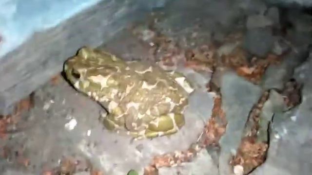 Зеленая жаба смотреть онлайн